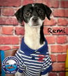 adoptable Dog in Arcadia, FL named Remi