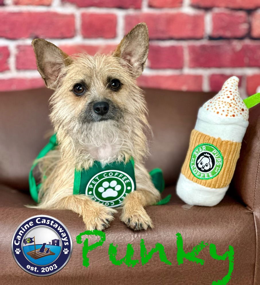 adoptable Dog in Arcadia, FL named Punky