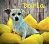 adoptable Dog in arcadia, FL named Darla