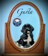 adoptable Dog in arcadia, CA named Gusta