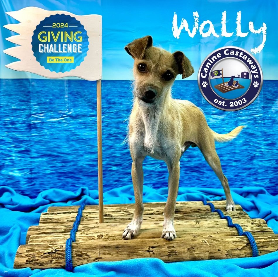 adoptable Dog in Arcadia, FL named Wally