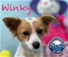 adoptable Dog in  named Winky