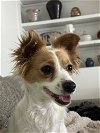 adoptable Dog in arcadia, CA named Winky