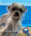 adoptable Dog in  named Linguini