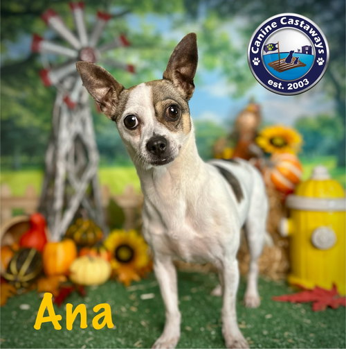 Ana, photo 3