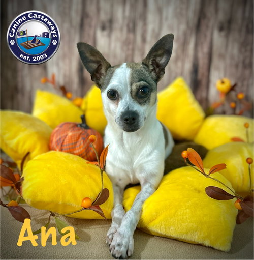 Ana, photo 4