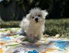 adoptable Dog in arcadia, FL named Dune
