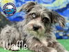 adoptable Dog in Arcadia, FL named Waffle