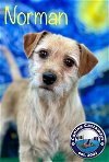 adoptable Dog in  named Pending - Norman