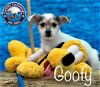 adoptable Dog in arcadia, CA named Goofy