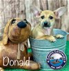 adoptable Dog in  named Donald