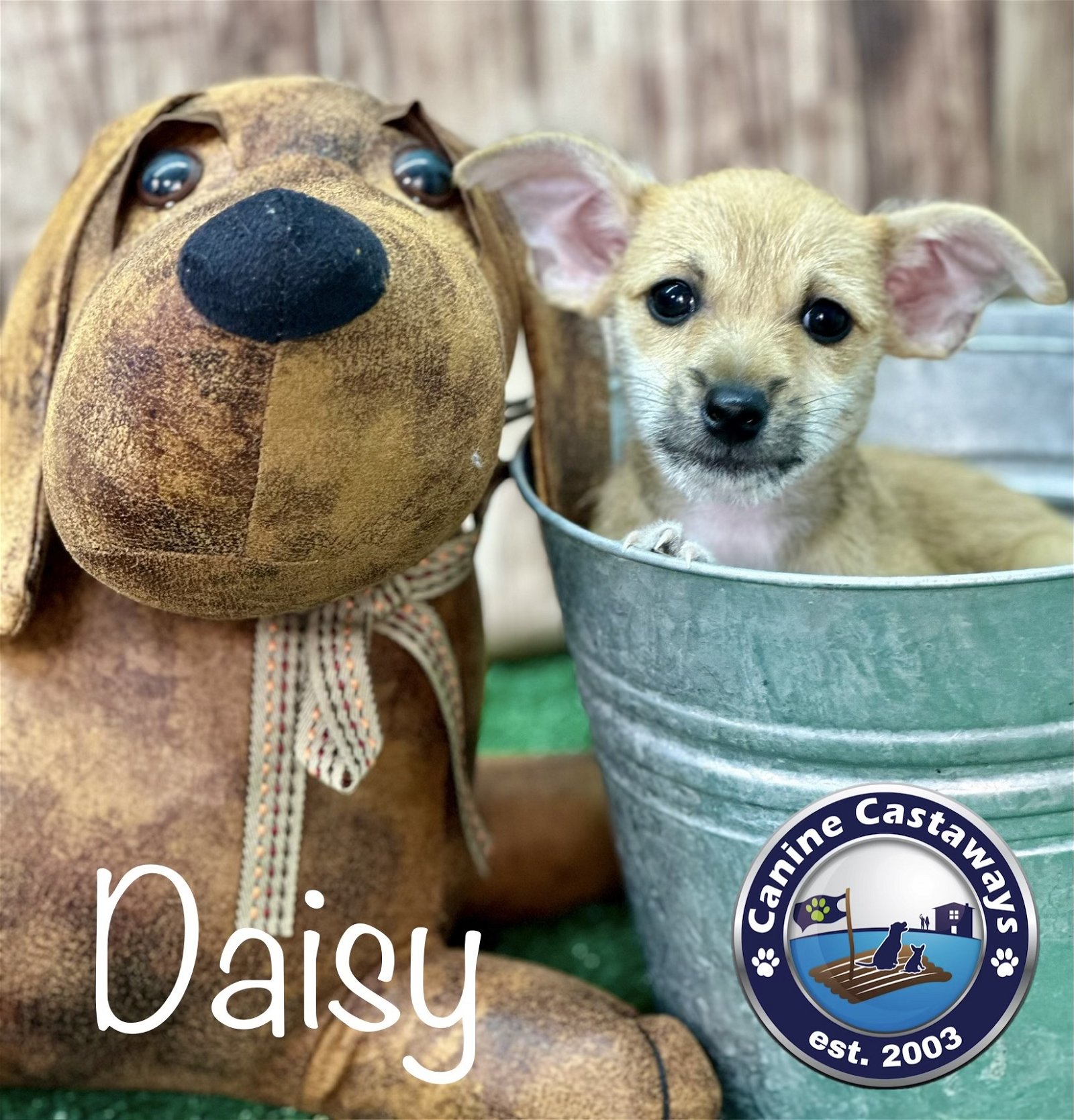 adoptable Dog in Arcadia, FL named Daisy