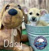 adoptable Dog in arcadia, CA named Daisy