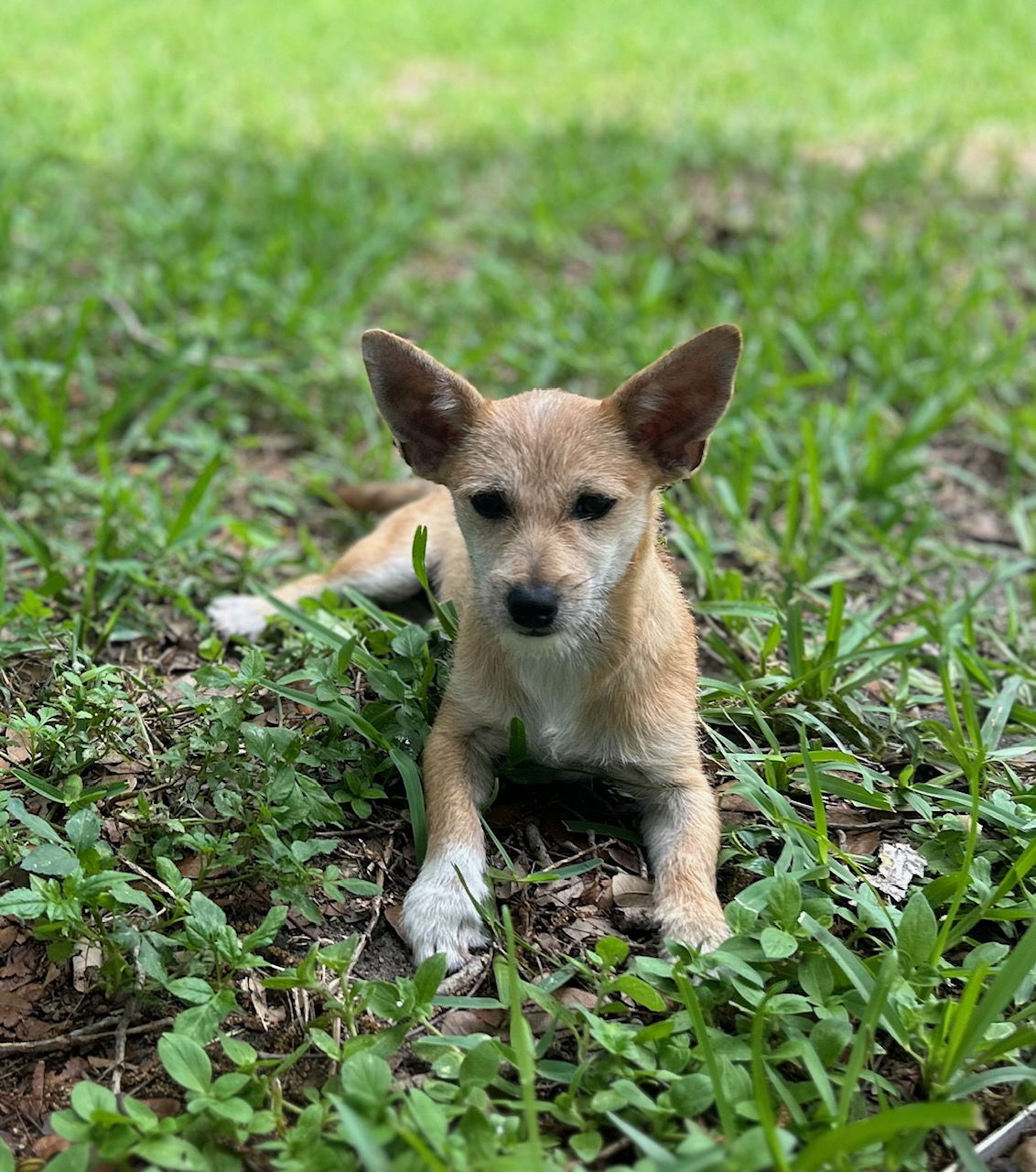 adoptable Dog in Arcadia, FL named Daisy