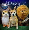adoptable Dog in arcadia, CA named Daisy (2)