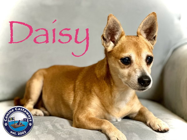 Daisy