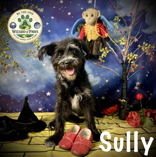 Captain Sully, an adoptable Schnauzer in Arcadia, FL