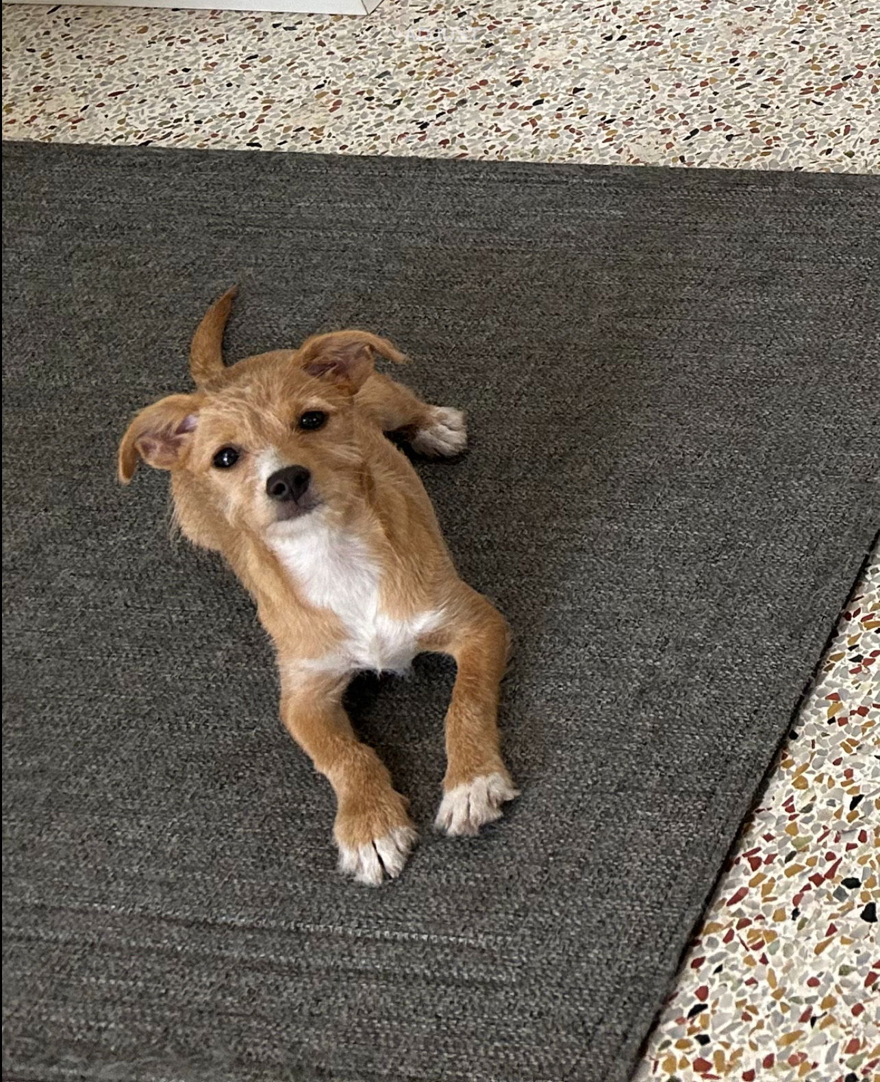 adoptable Dog in Arcadia, FL named Latte