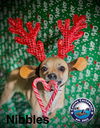 adoptable Dog in Arcadia, FL named Nibbles