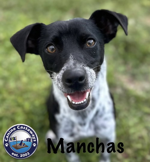 Manchas, an adoptable Rat Terrier in Arcadia, FL