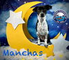 adoptable Dog in  named Manchas