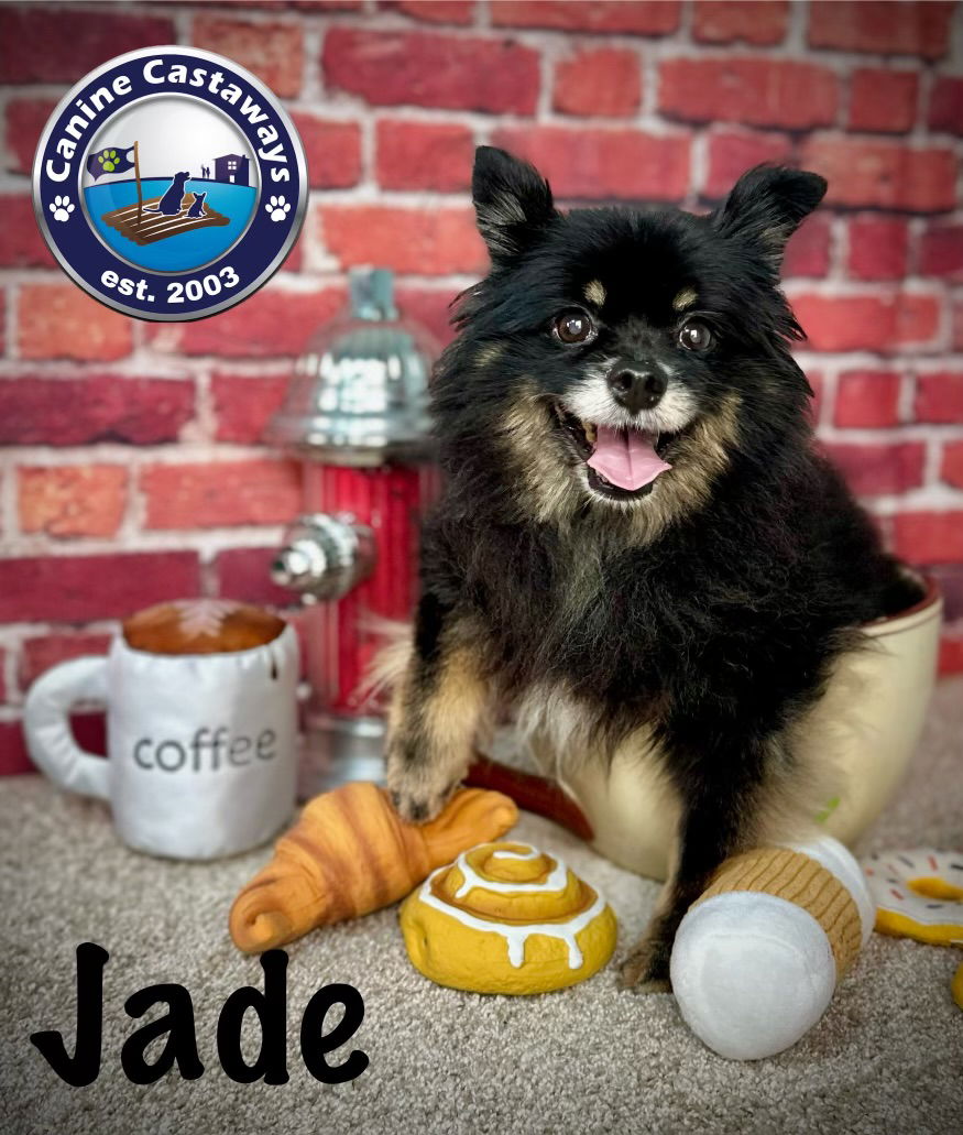 adoptable Dog in Arcadia, FL named Jade