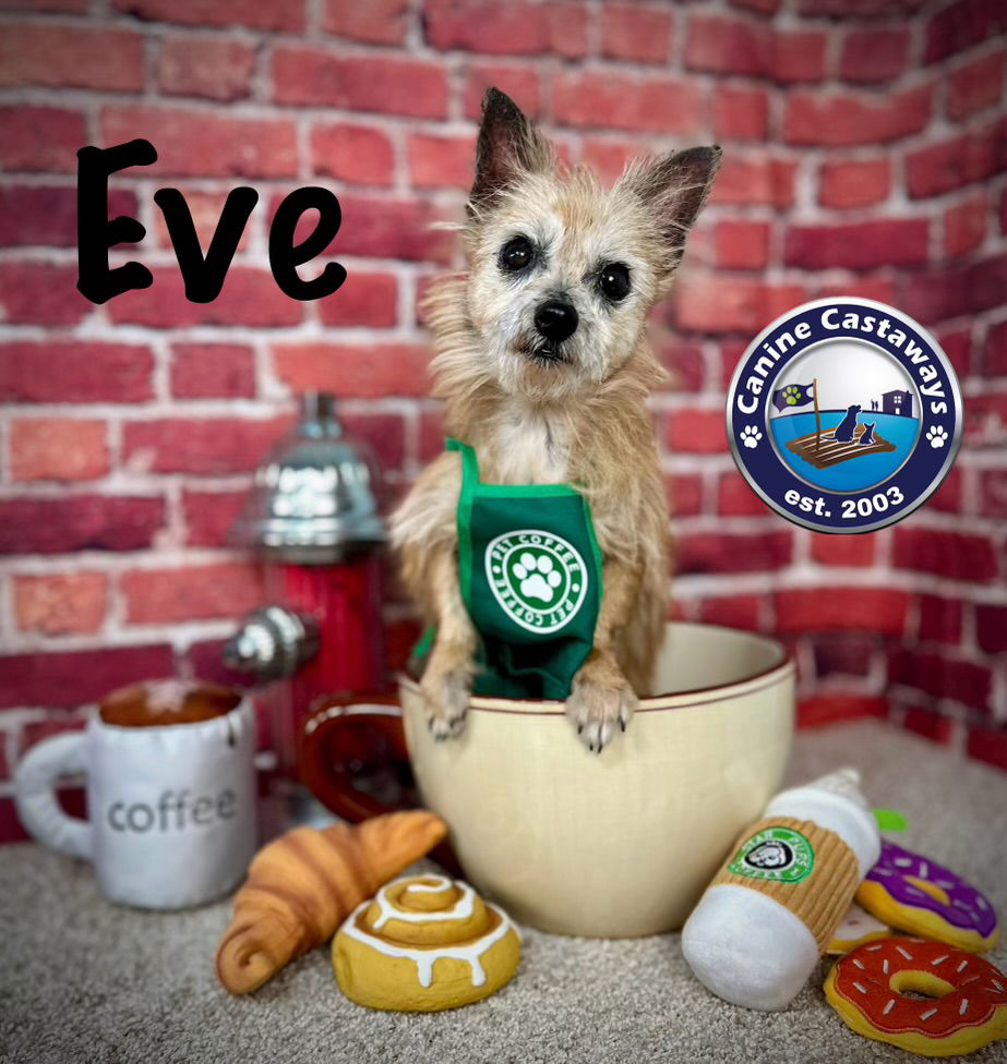 adoptable Dog in Arcadia, FL named Eve