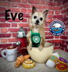 adoptable Dog in  named Eve