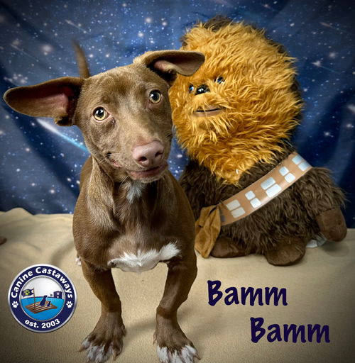 picture of the dog needing adoption