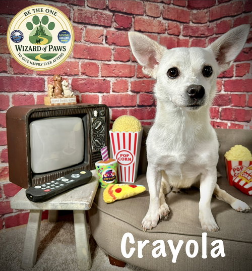 picture of the dog needing adoption