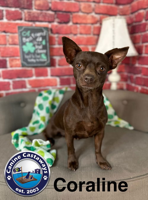 picture of the dog needing adoption