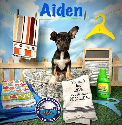 picture of the dog needing adoption