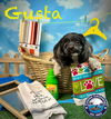 adoptable Dog in  named Gusta