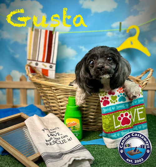 picture of the dog needing adoption