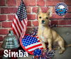 adoptable Dog in  named Simba