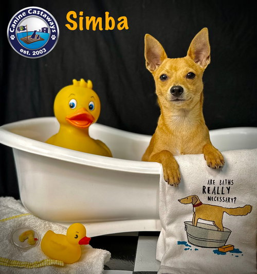 picture of the dog needing adoption