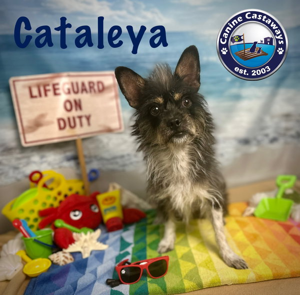Cataleya