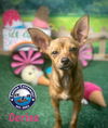 adoptable Dog in  named Cerise