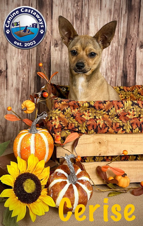 picture of the dog needing adoption