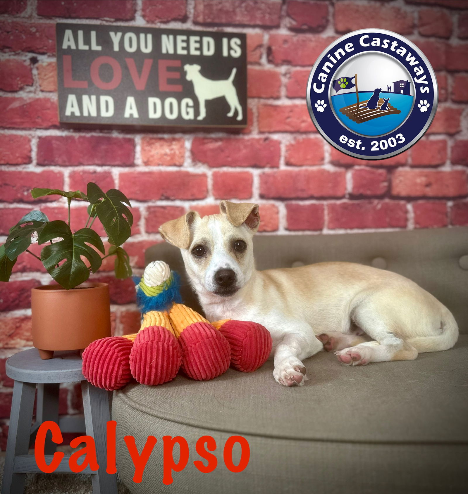 adoptable Dog in Arcadia, FL named Calypso