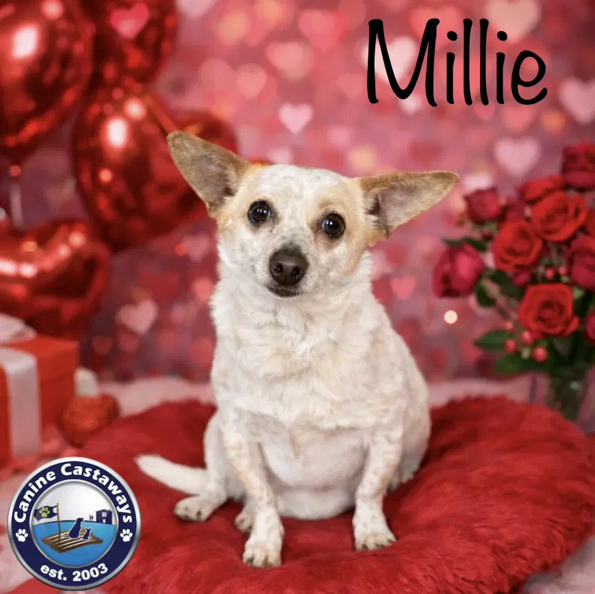Millie image 3