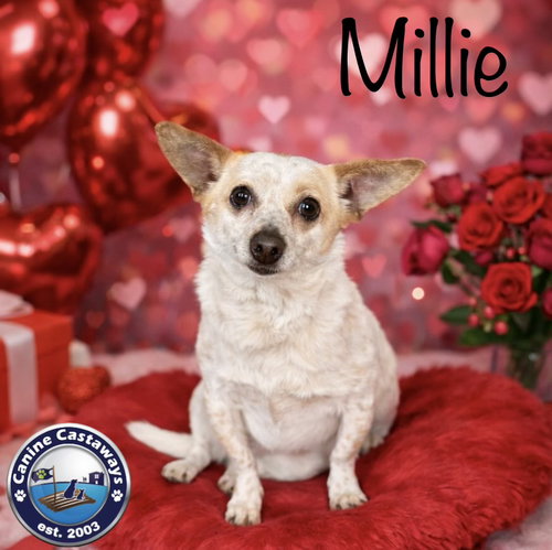 Photo 3 of Millie