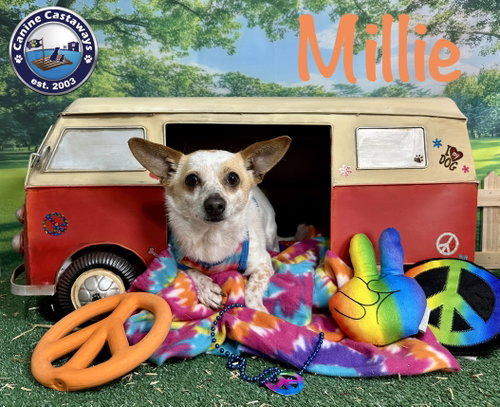 Photo 4 of Millie