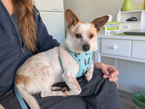 picture of the dog needing adoption