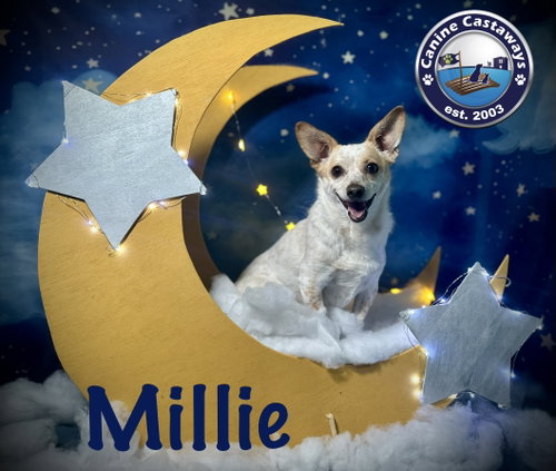 Millie, an adoptable Chihuahua in Arcadia, FL
