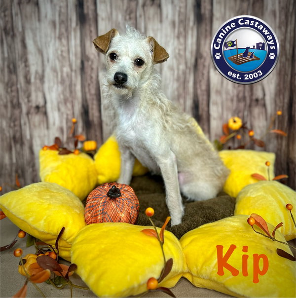Kip