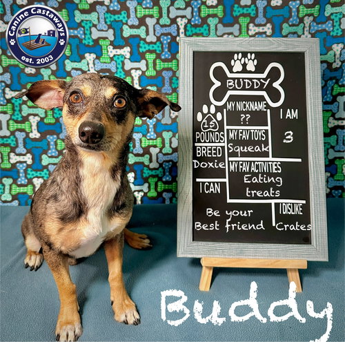 picture of the dog needing adoption