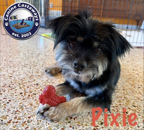 Pixie, an adoptable Yorkshire Terrier Yorkie in Arcadia, FL