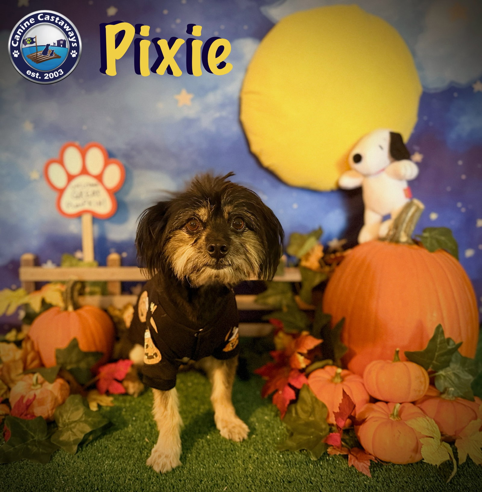 Pixie, photo 3