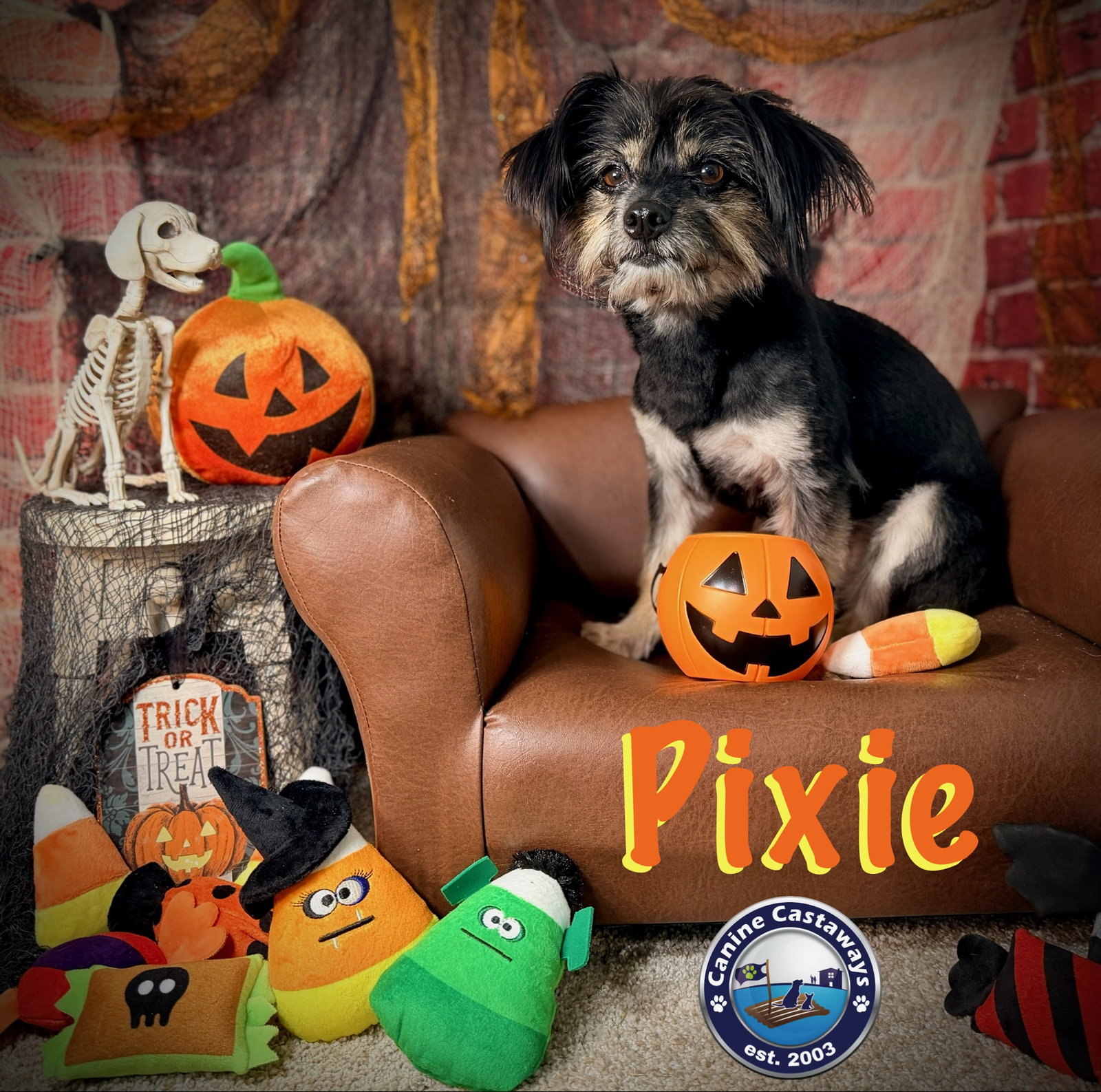 Pixie, photo 4
